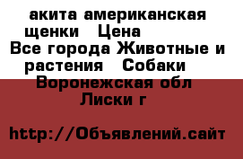 акита американская.щенки › Цена ­ 75 000 - Все города Животные и растения » Собаки   . Воронежская обл.,Лиски г.